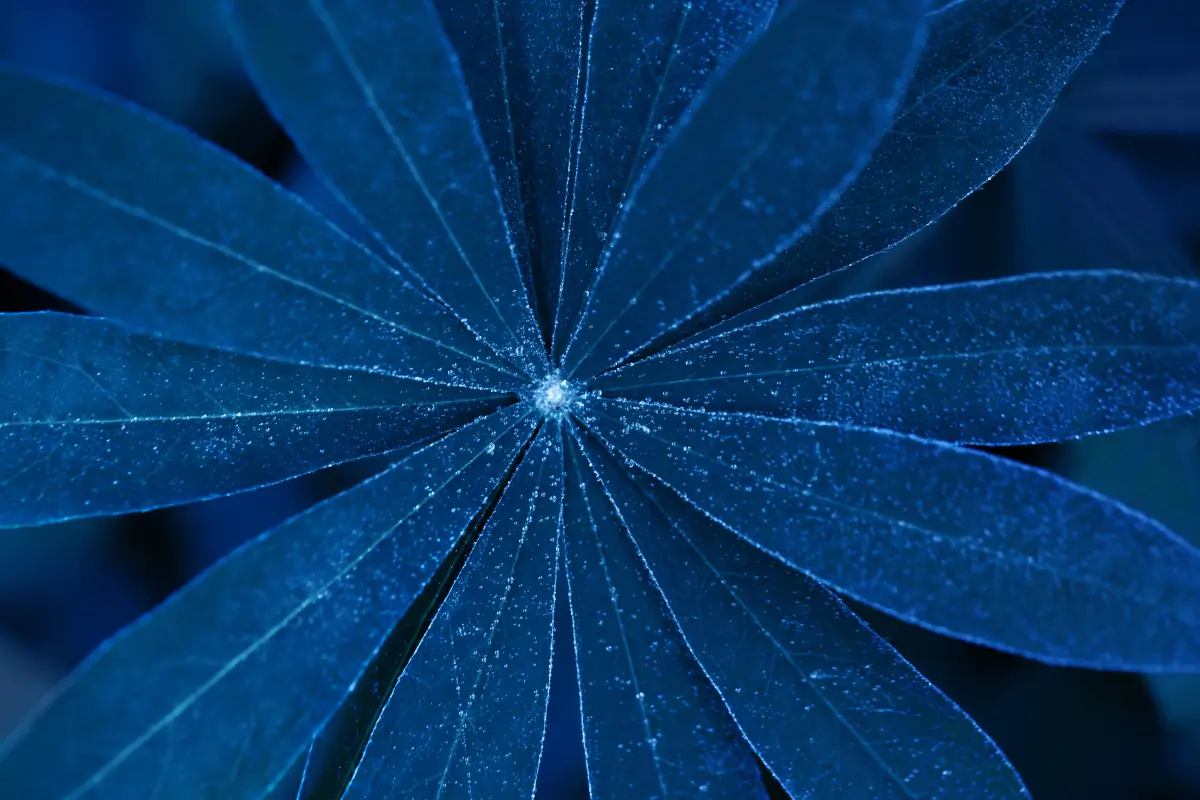 Plant Breeder’s Rights banner